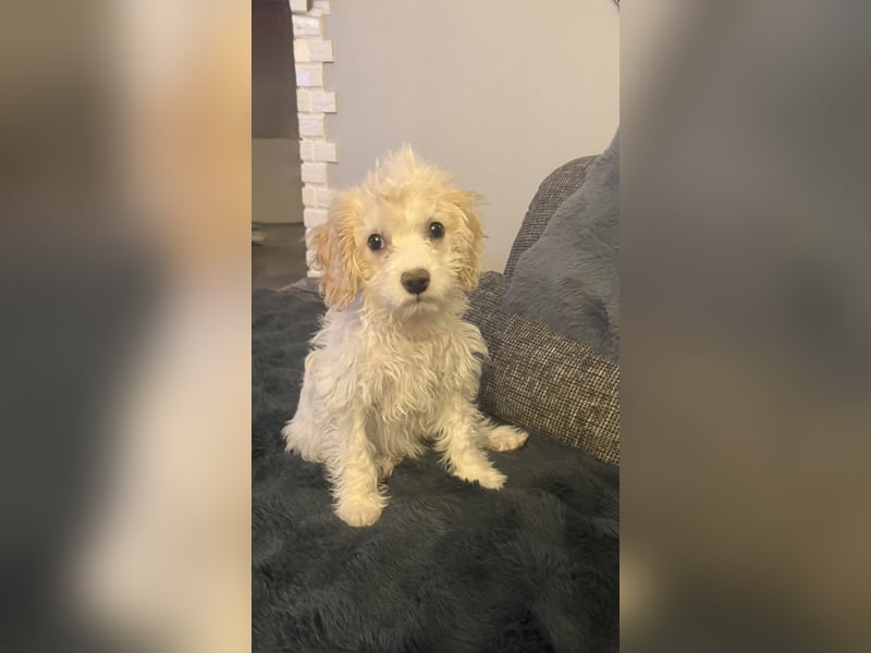 Kleines Malteser Pudel Mix Mädchen