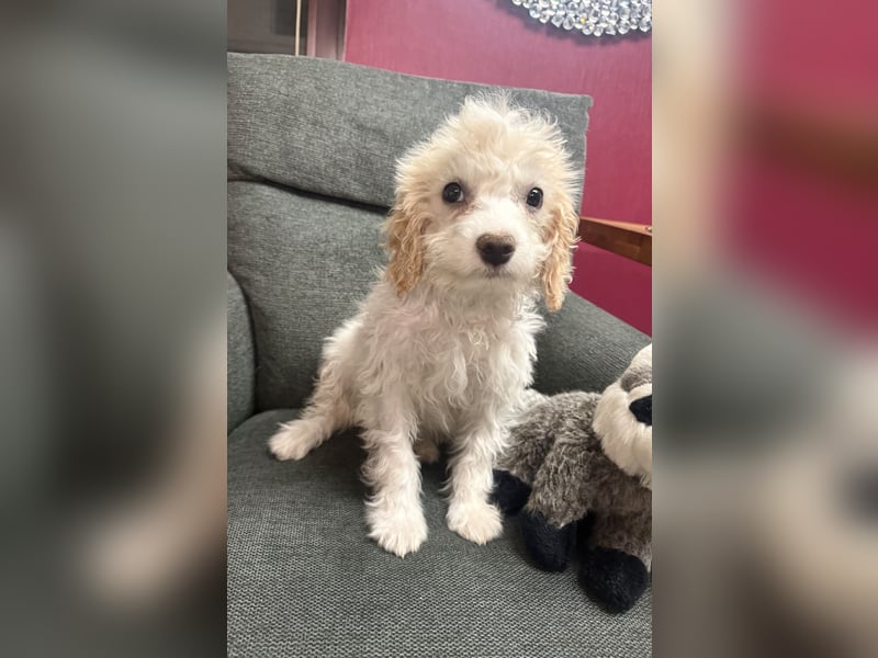 Kleines Mädchen sucht Zuhause