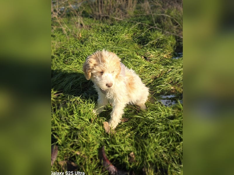 Pudel Malteser Mix Lovely