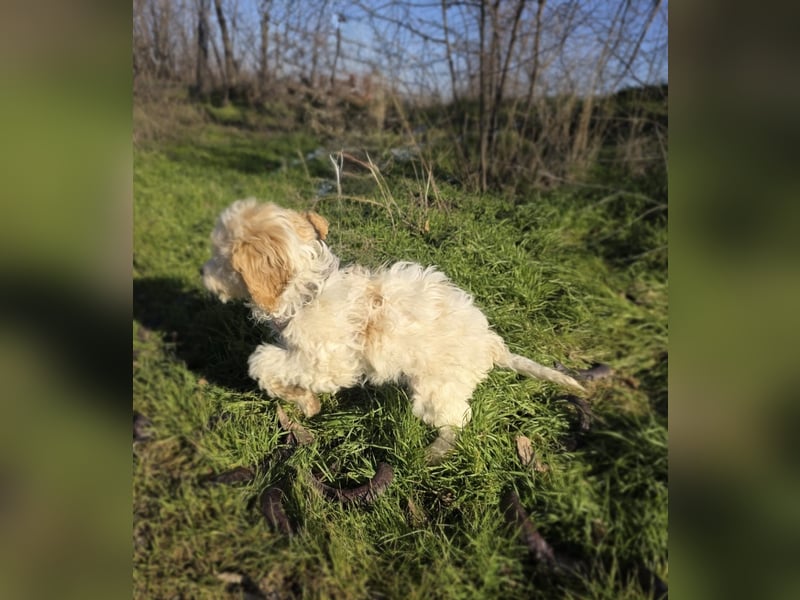 Pudel Malteser Mix Lovely