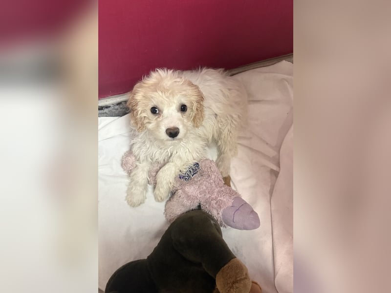 Kleines Mädchen sucht Zuhause