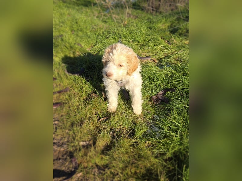 Pudel Malteser Mix Lovely