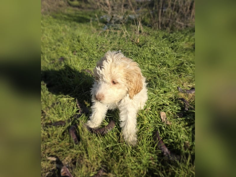 Pudel Malteser Mix Lovely