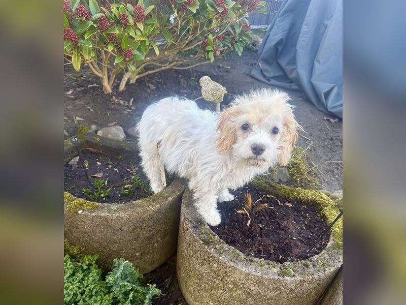 Kleines Malteser Pudel Mix Mädchen