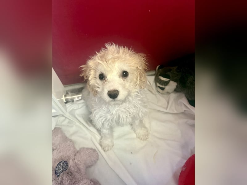 Kleines Mädchen sucht Zuhause