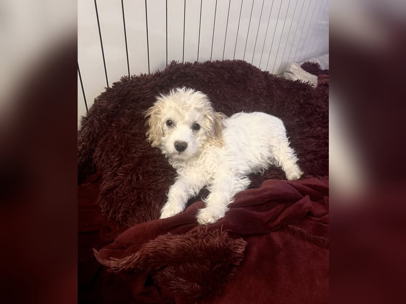 Kleines Malteser Pudel Mix Mädchen