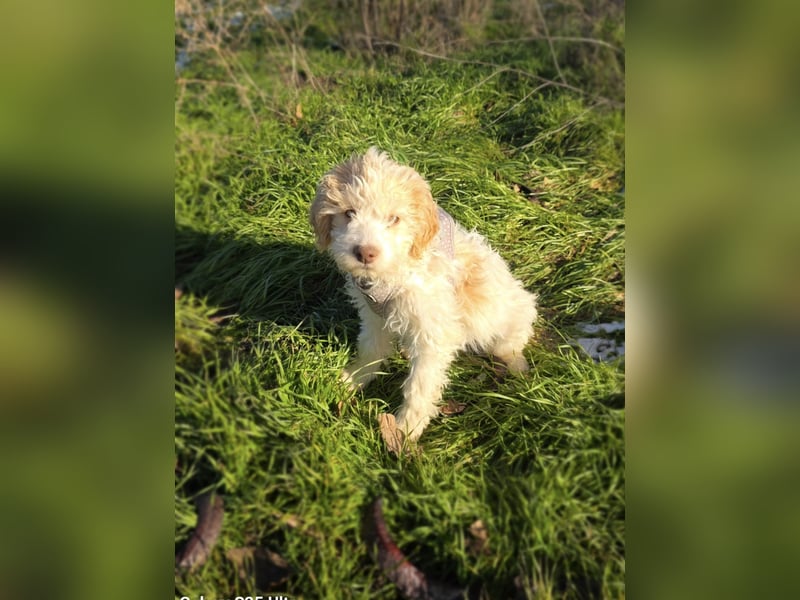 Pudel Malteser Mix Lovely