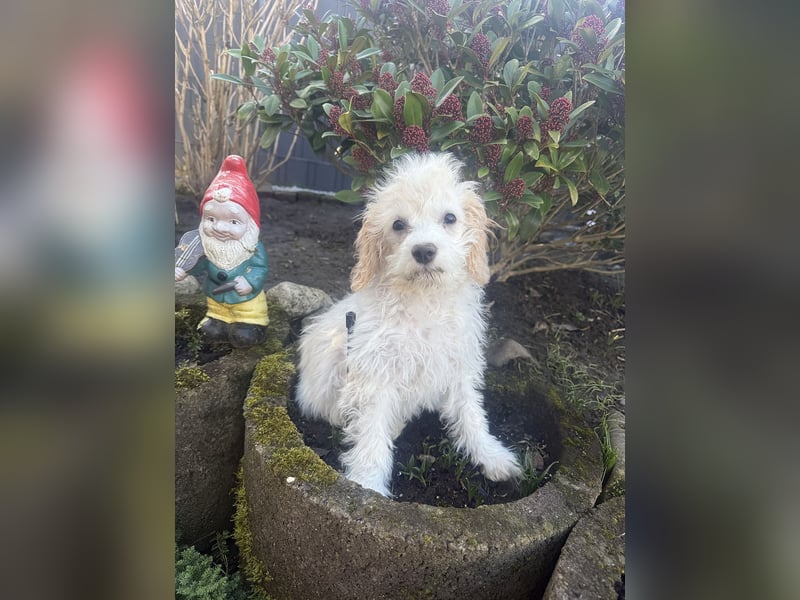 Kleines Malteser Pudel Mix Mädchen