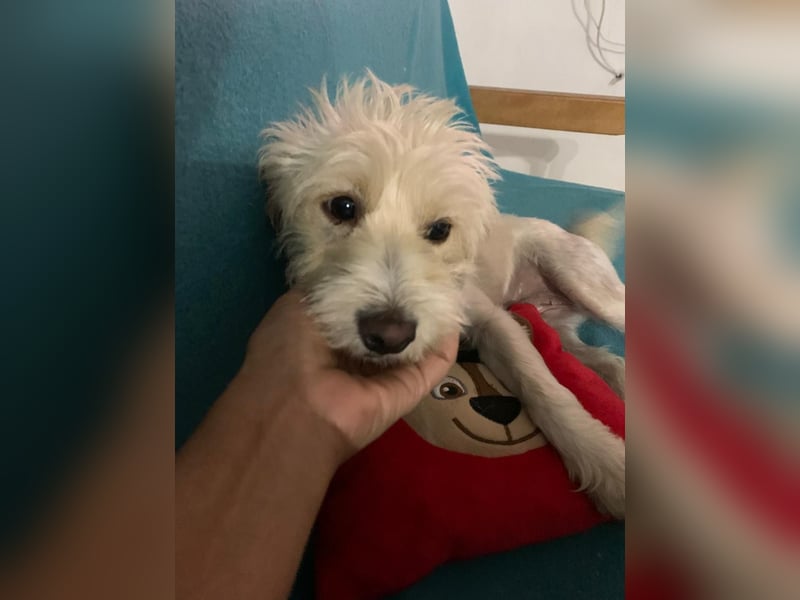 Nelly such neues Zuhause in 93170 Bernhardswald