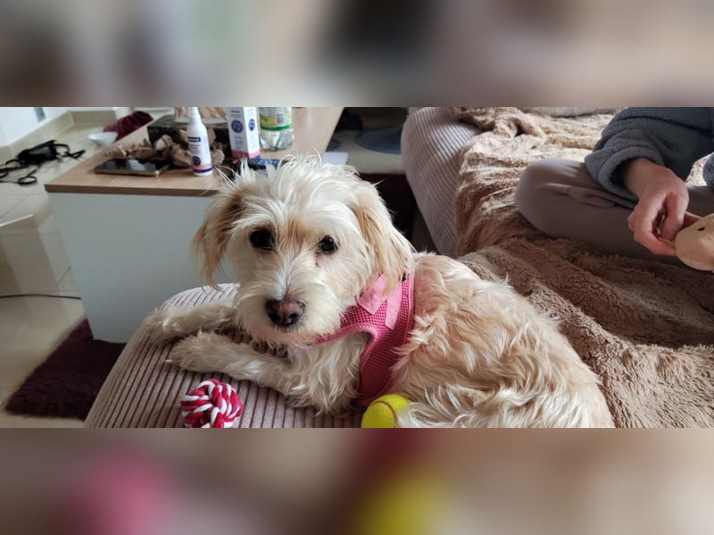 Nelly such neues Zuhause in 93170 Bernhardswald