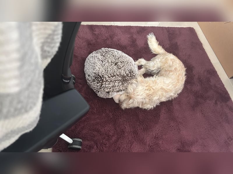 Nelly such neues Zuhause in 93170 Bernhardswald