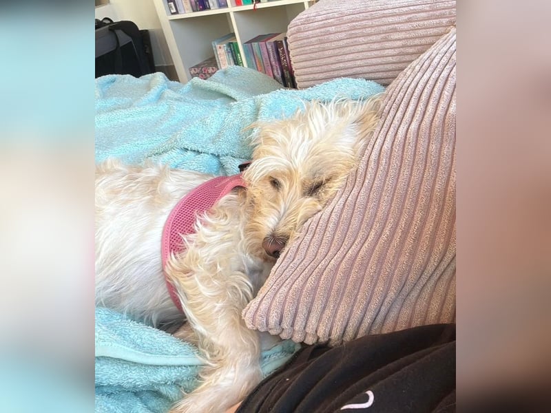 Nelly such neues Zuhause in 93170 Bernhardswald