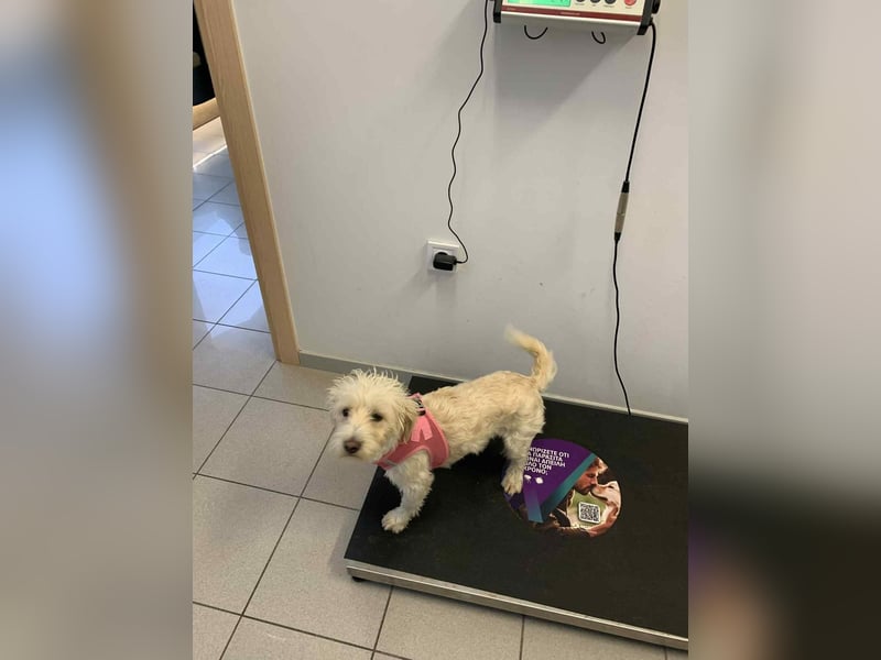 Nelly such neues Zuhause in 93170 Bernhardswald