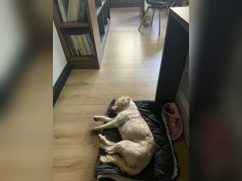 Nelly such neues Zuhause in 93170 Bernhardswald