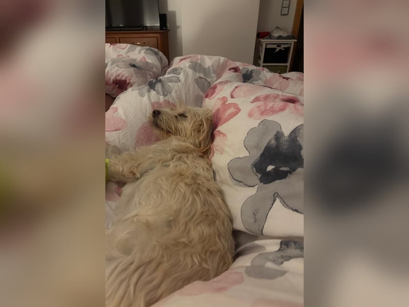 Nelly such neues Zuhause in 93170 Bernhardswald