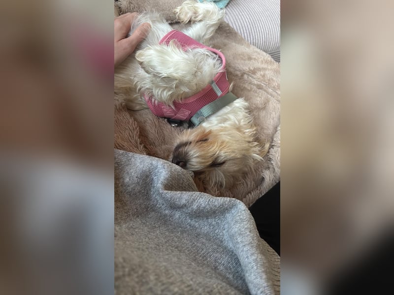 Nelly such neues Zuhause in 93170 Bernhardswald