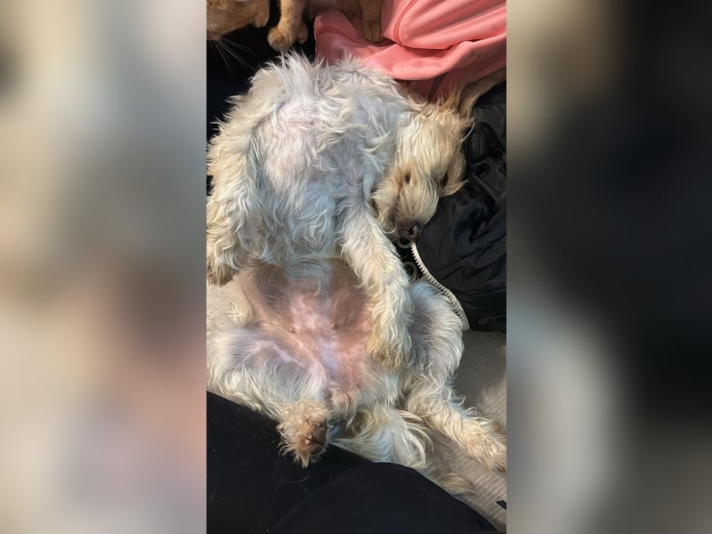 Nelly such neues Zuhause in 93170 Bernhardswald