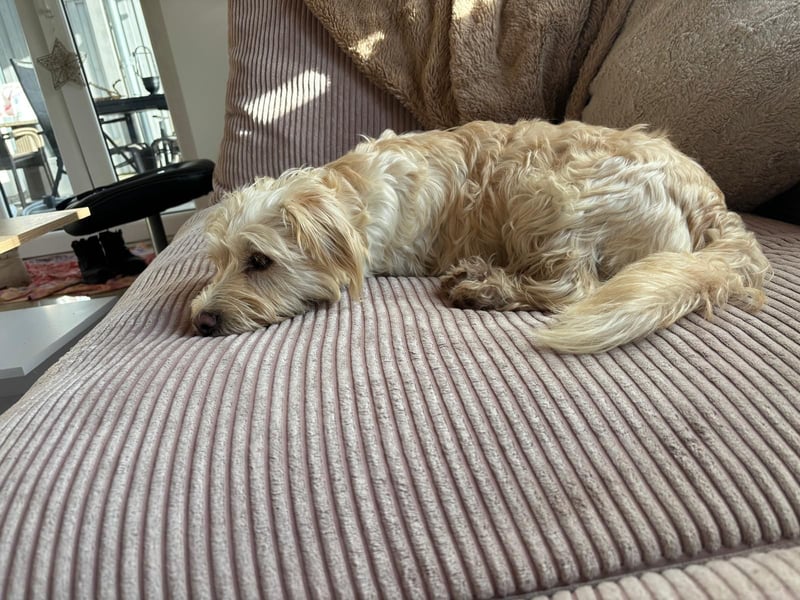 Nelly such neues Zuhause in 93170 Bernhardswald