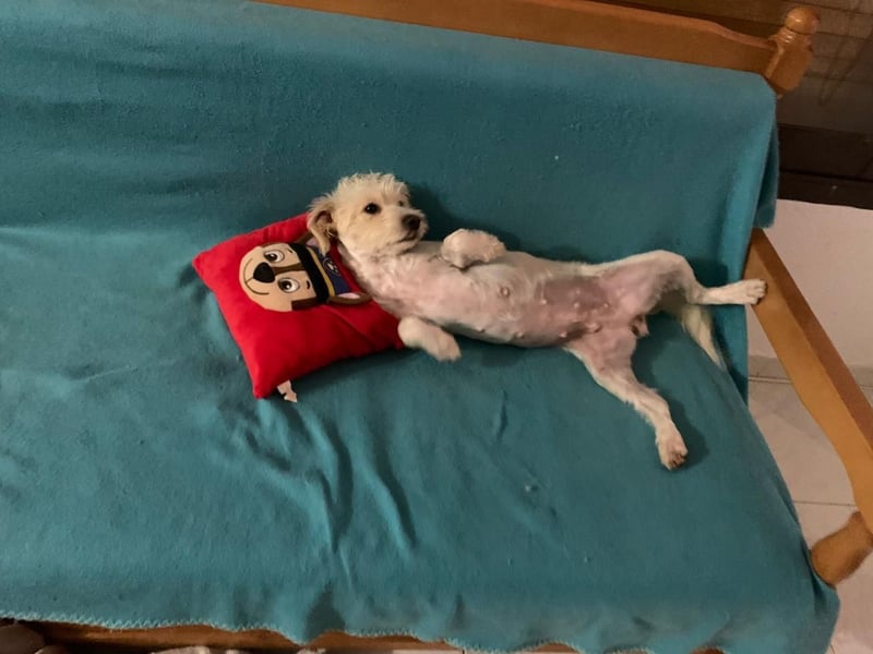 Nelly such neues Zuhause in 93170 Bernhardswald