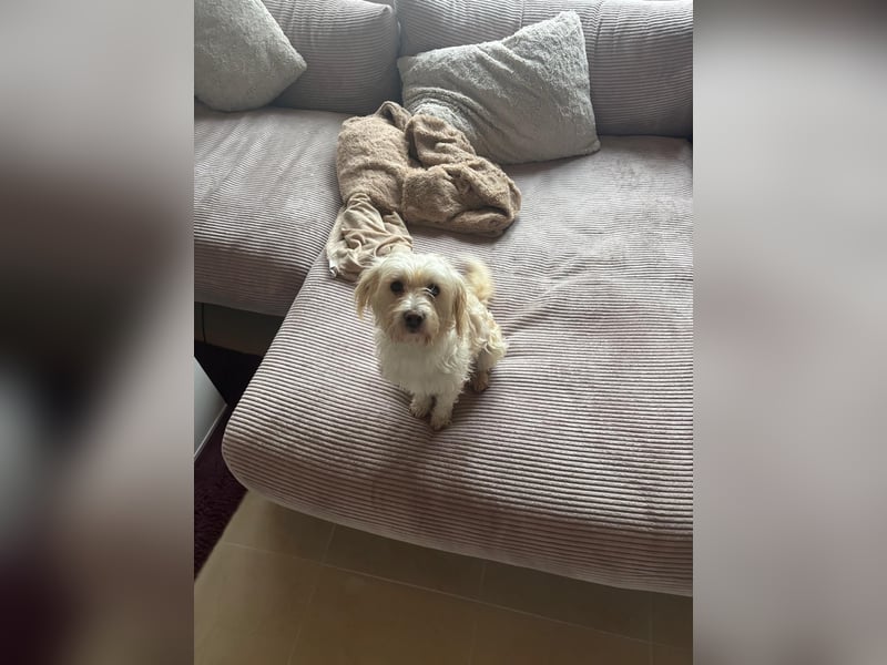 Nelly such neues Zuhause in 93170 Bernhardswald