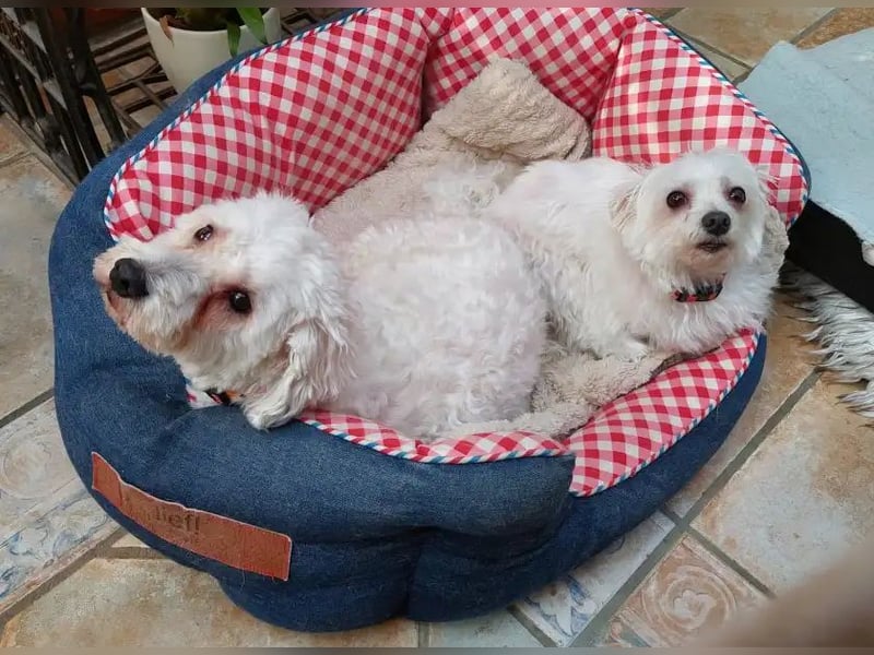 Suzy & Béni – eingespieltes Duo sucht das gemeinsame Glück