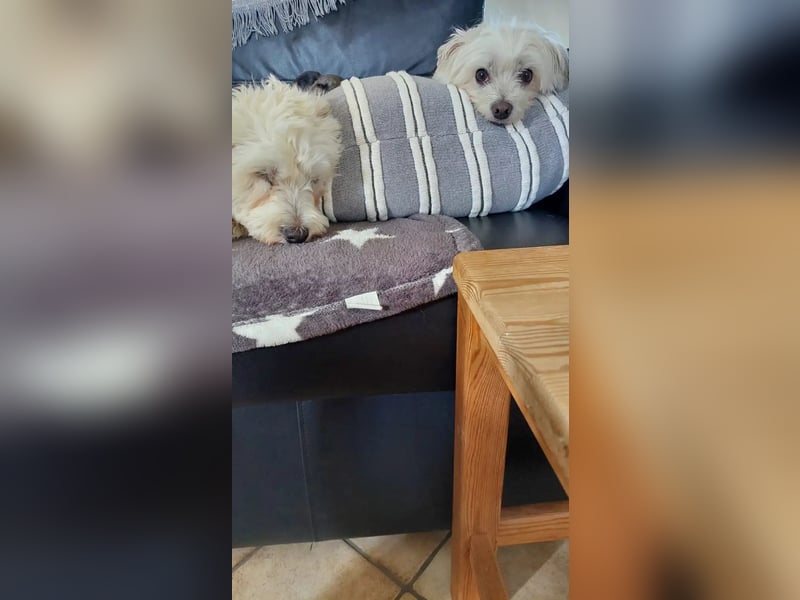 Suzy & Béni – eingespieltes Duo sucht das gemeinsame Glück