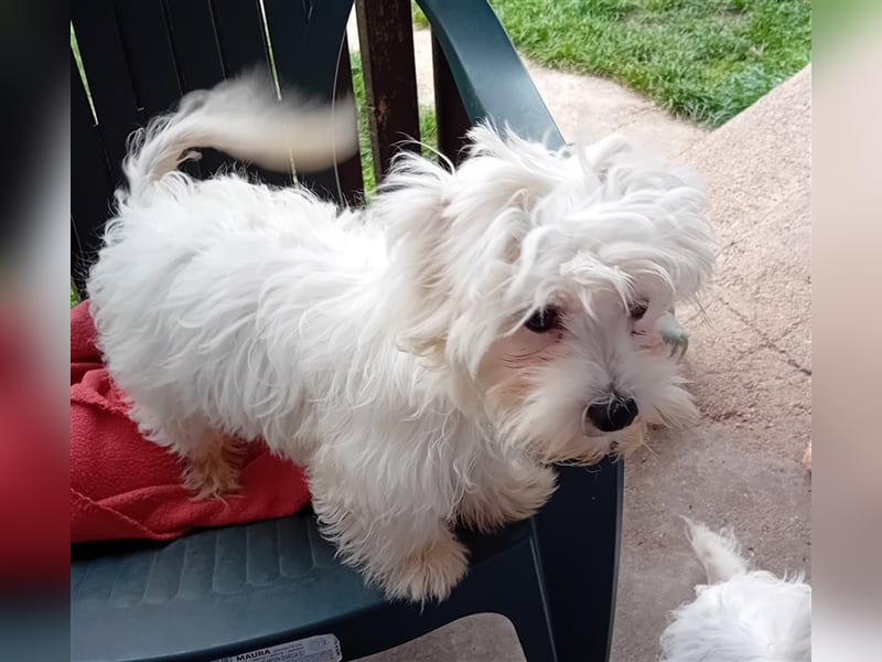 Billy, Malteser, Rüde, geb. 24.11.2023, ca. 26 cm