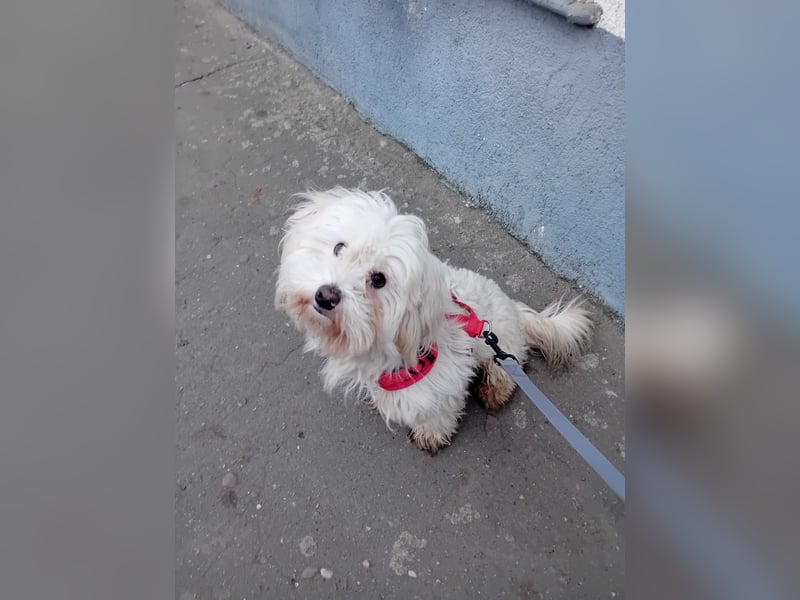 Bichon-Malteser Mix PUFFI sucht seine Familie!