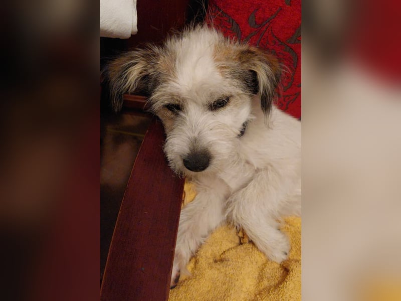 "Püppchen" DAISY auf der Suche nach einem für-immer-Zuhause!