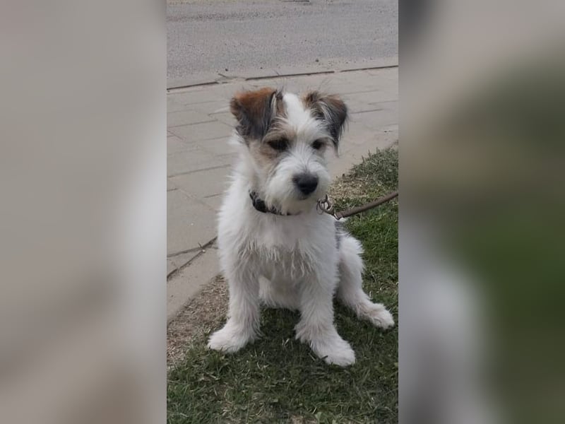 "Püppchen" DAISY auf der Suche nach einem für-immer-Zuhause!