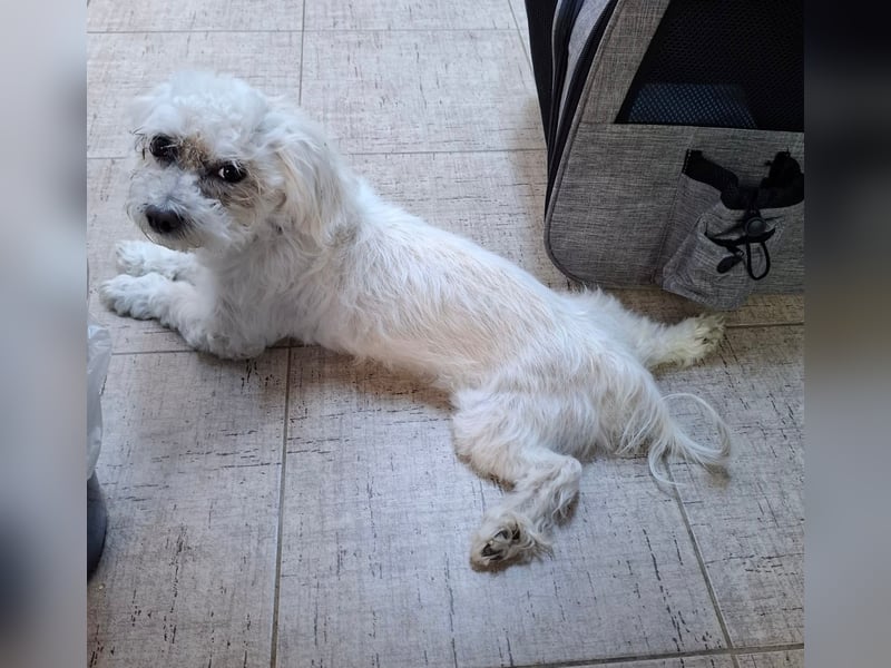 Malteser-Bichon Mix BINGO sucht sein Glück!