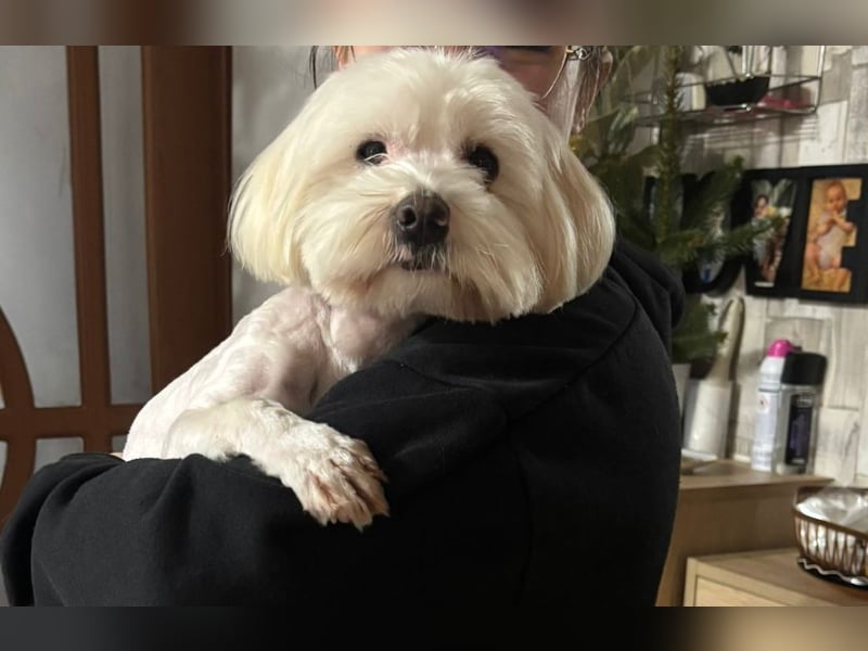 Bichon-Malteser Mix PUFFI sucht seine Familie!