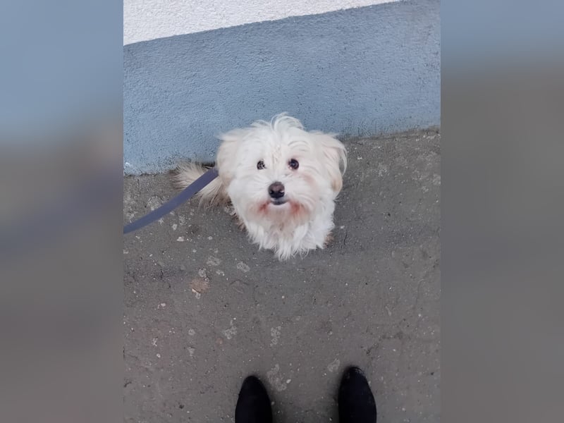 Bichon-Malteser Mix PUFFI sucht seine Familie!