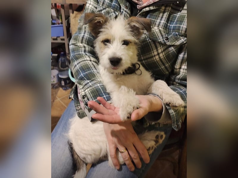 "Püppchen" DAISY auf der Suche nach einem für-immer-Zuhause!