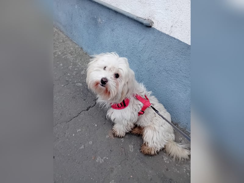 Bichon-Malteser Mix PUFFI sucht seine Familie!