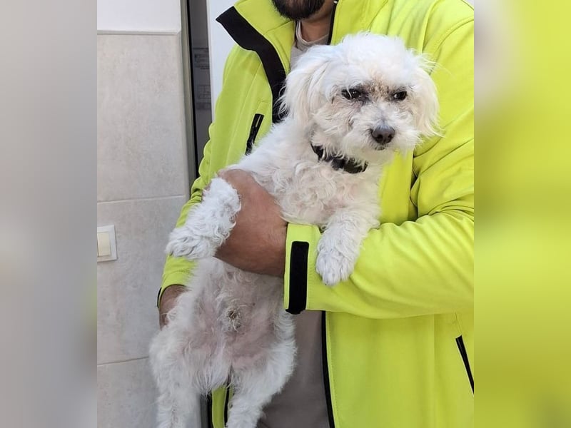 Malteser-Bichon Mix BINGO sucht sein Glück!