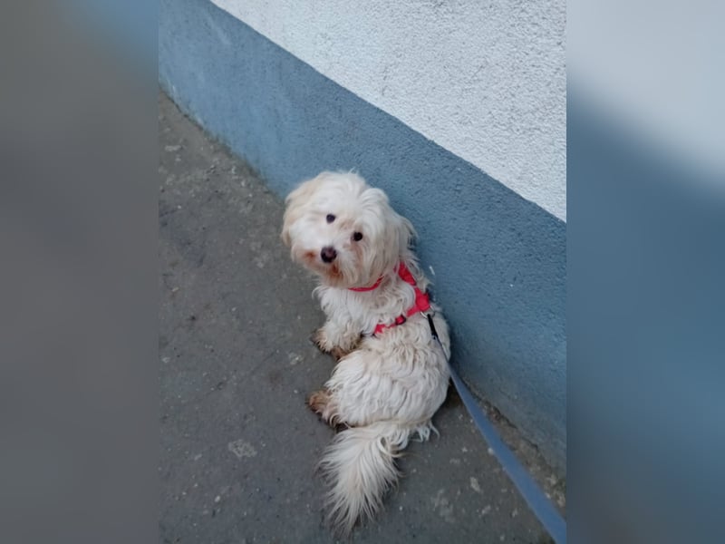 Bichon-Malteser Mix PUFFI sucht seine Familie!