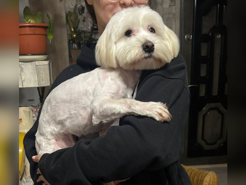 Bichon-Malteser Mix PUFFI sucht seine Familie!