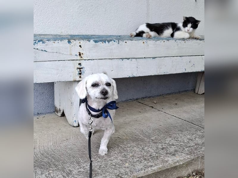 Malteser-Bichon Mix BINGO sucht sein Glück!
