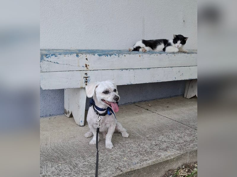 Malteser-Bichon Mix BINGO sucht sein Glück!