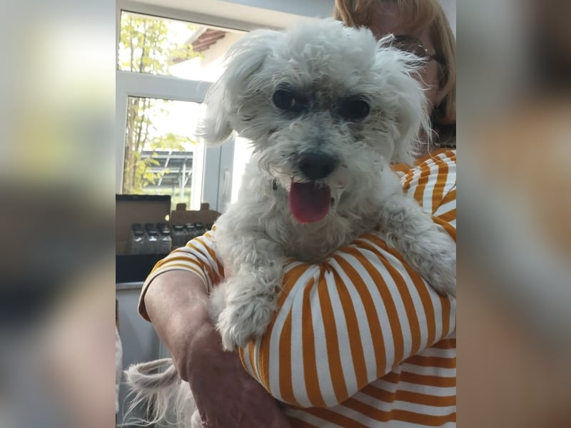 Malteser-Bichon Mix BINGO sucht sein Glück!