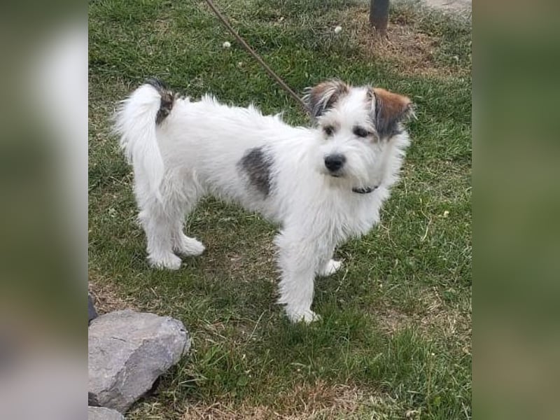 "Püppchen" DAISY auf der Suche nach einem für-immer-Zuhause!
