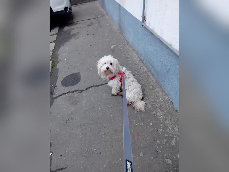 Bichon-Malteser Mix PUFFI sucht seine Familie!