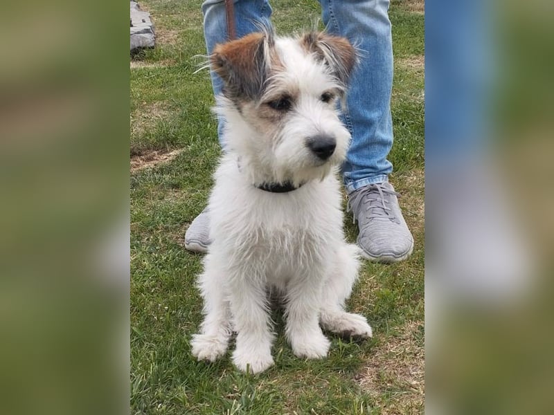 "Püppchen" DAISY auf der Suche nach einem für-immer-Zuhause!