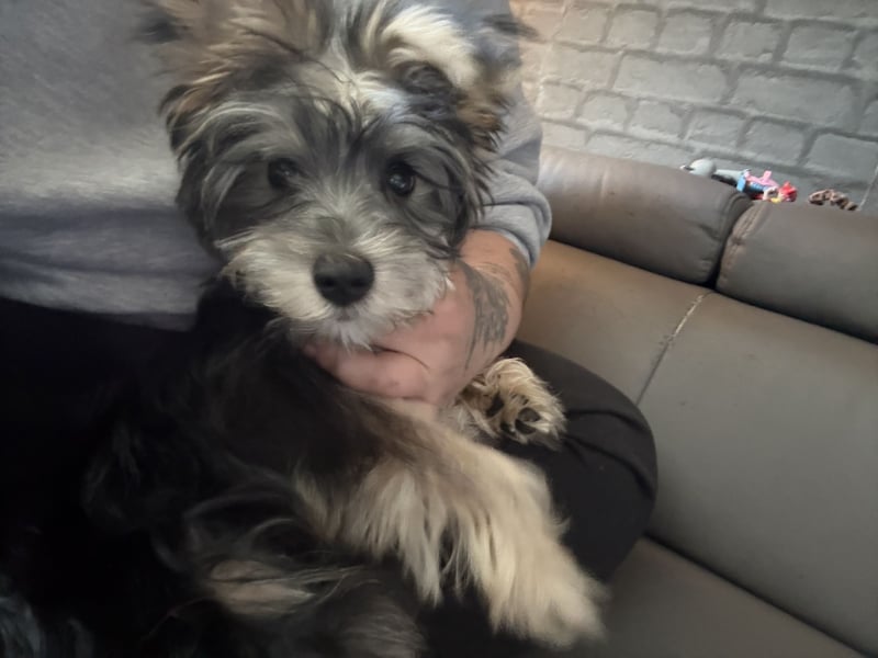 Hallo ich bin bereit für ein neues Zuhause :)