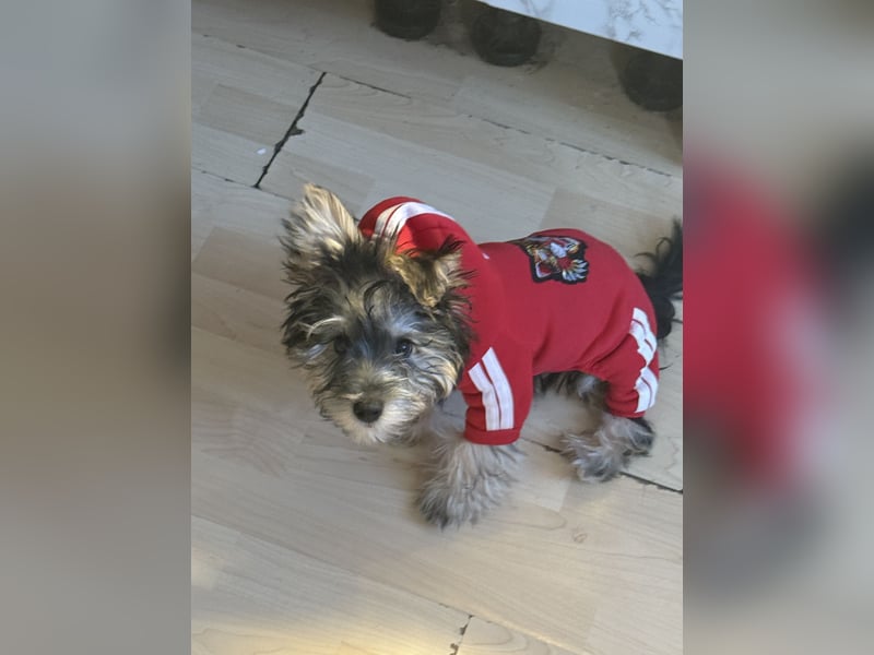 Hallo ich bin bereit für ein neues Zuhause :)