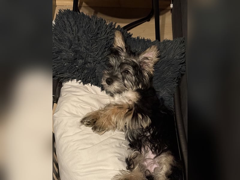 Hallo ich bin bereit für ein neues Zuhause :)