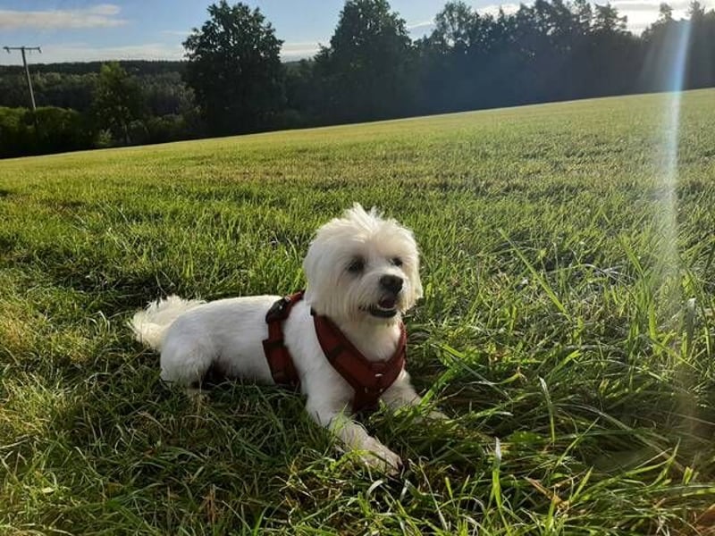 PUMBA sucht Menschen mit großem Herzen