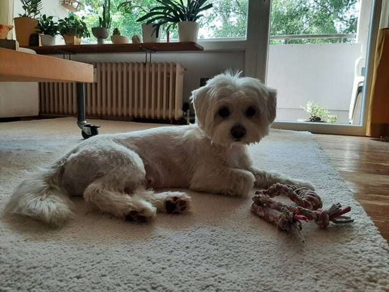 PUMBA sucht Menschen mit großem Herzen