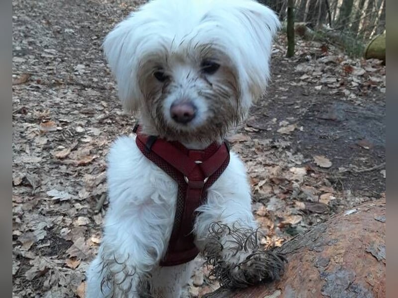 PUMBA sucht Menschen mit großem Herzen